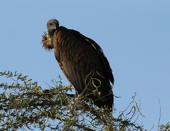 White backed vulture - Grumeti