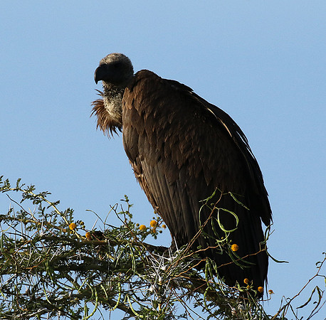 White backed vulture - Grumeti