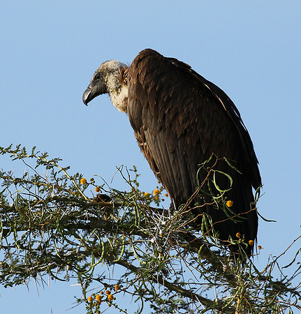 White backed vulture - Grumeti