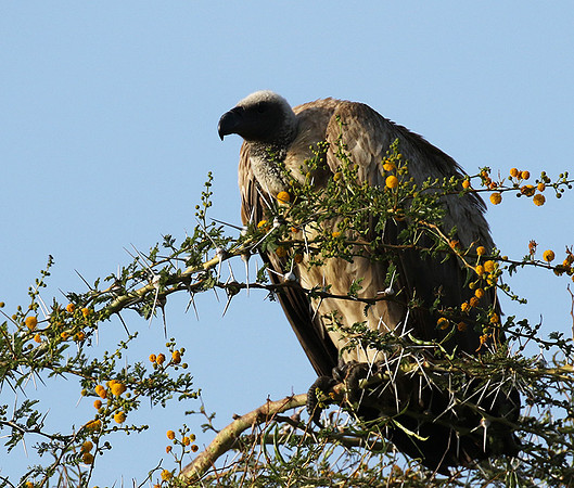 White backed vulture - Grumeti