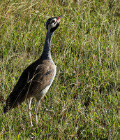 White bellied bustard - Grumeti