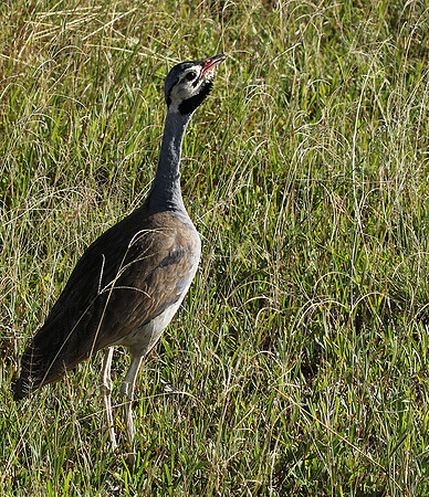 White bellied bustard - Grumeti
