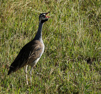 White bellied bustard - Grumeti