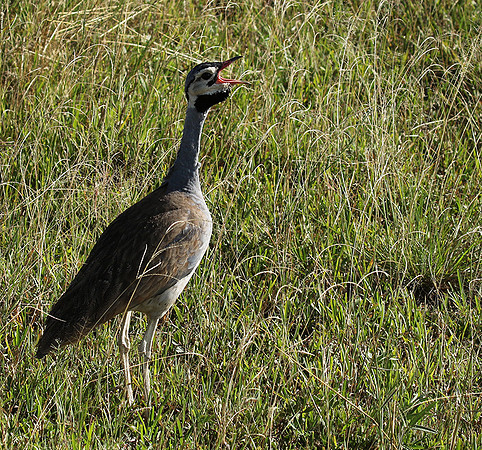 White bellied bustard - Grumeti