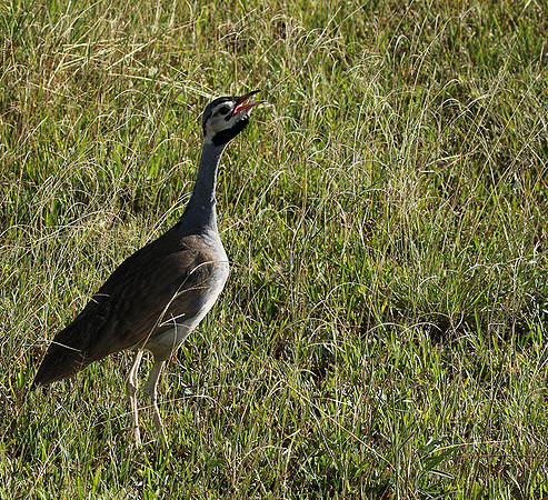 White bellied bustard - Grumeti