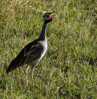 White bellied bustard - Grumeti
