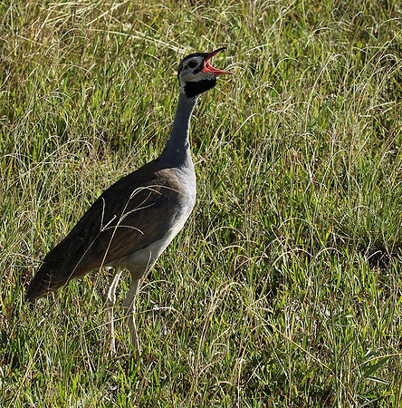 White bellied bustard - Grumeti