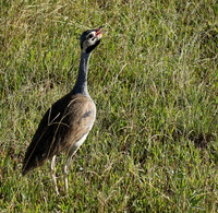 White bellied bustard - Grumeti
