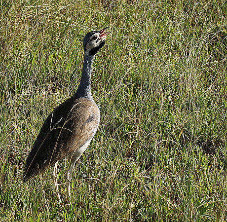 White bellied bustard - Grumeti