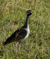 White bellied bustard - Grumeti