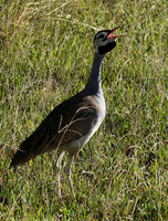 White bellied bustard - Grumeti