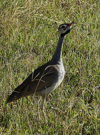 White bellied bustard - Grumeti