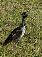 White bellied bustard - Grumeti