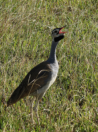 White bellied bustard - Grumeti