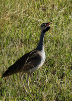 White bellied bustard - Grumeti