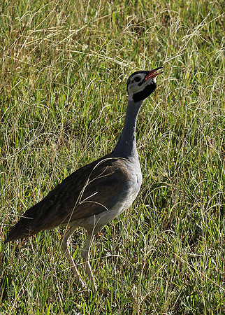 White bellied bustard - Grumeti