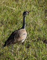 White bellied bustard - Grumeti