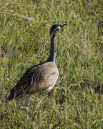 White bellied bustard - Grumeti