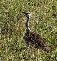 White bellied bustard - Grumeti