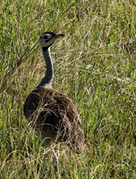 White bellied bustard - Grumeti