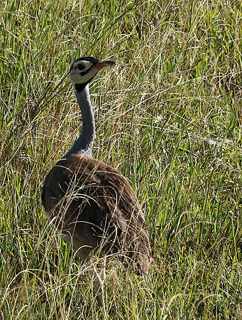 White bellied bustard - Grumeti