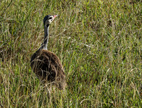 White bellied bustard - Grumeti