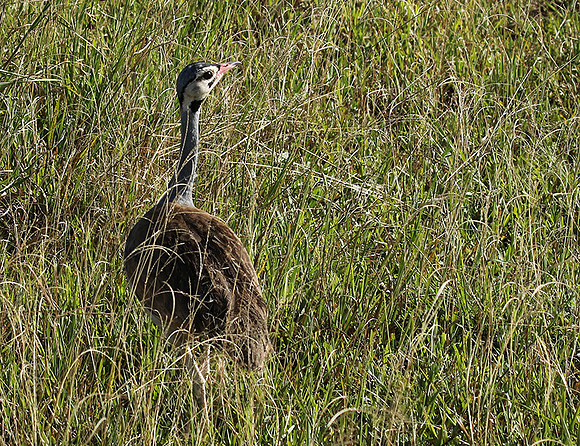 White bellied bustard - Grumeti