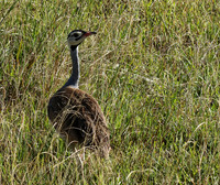 White bellied bustard - Grumeti