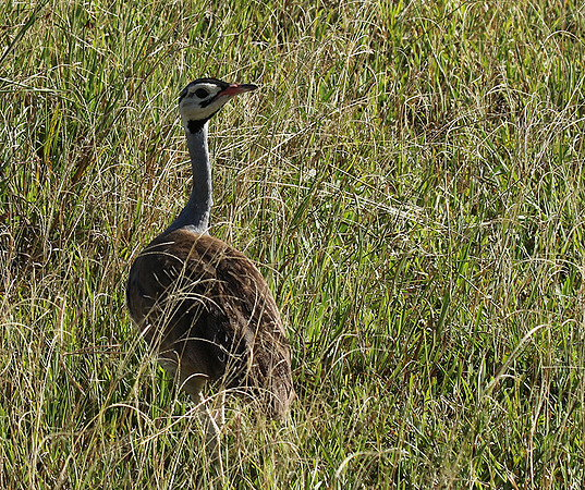 White bellied bustard - Grumeti