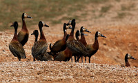 White-faced whistling duck