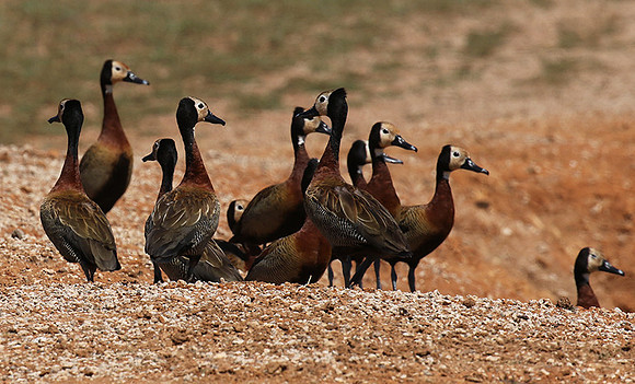 White-faced whistling duck