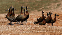 White-faced whistling duck