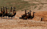White-faced whistling duck