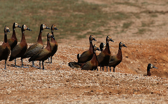 White-faced whistling duck