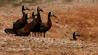 White-faced whistling duck