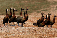 White-faced whistling duck