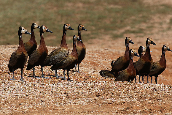 White-faced whistling duck