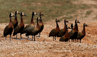 White-faced whistling duck