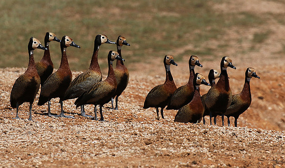 White-faced whistling duck