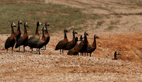 White-faced whistling duck