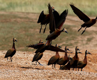 White-faced whistling duck