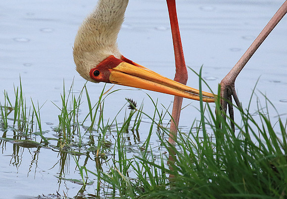 Yellow-billed stork - Grumeti