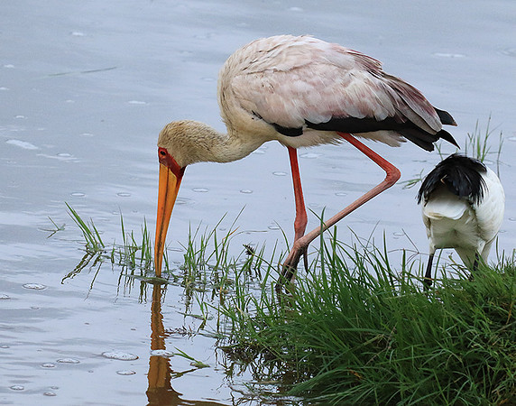 Yellow-billed stork - Grumeti