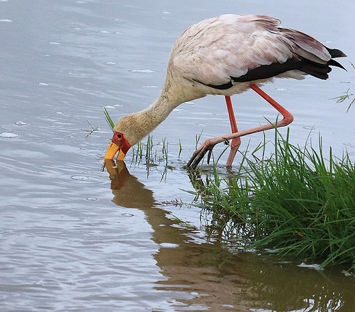 Yellow-billed stork - Grumeti