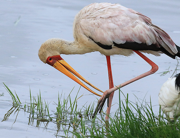Yellow-billed stork - Grumeti
