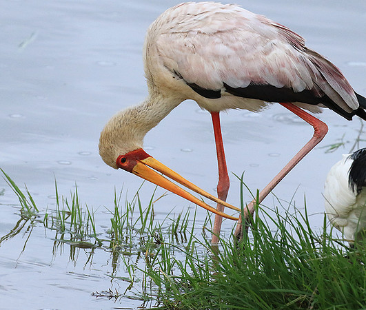 Yellow-billed stork - Grumeti
