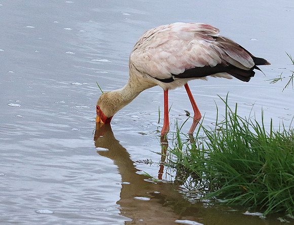 Yellow-billed stork - Grumeti
