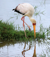 Yellow-billed stork - Grumeti