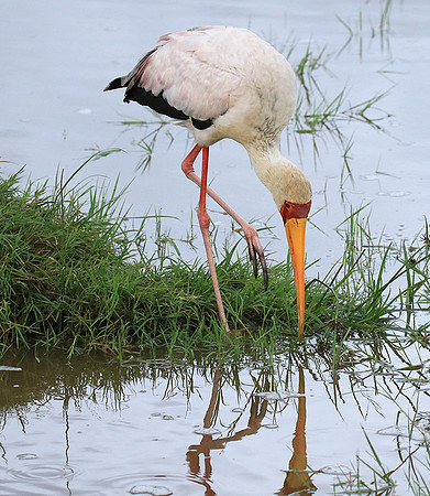 Yellow-billed stork - Grumeti