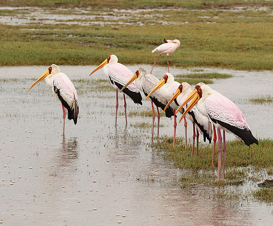 Yellow-billed stork - Grumeti